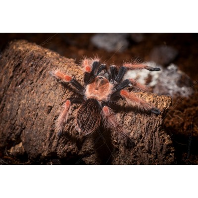 Tarántula de patas rojas - Brachypelma boehmei